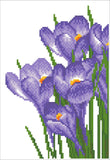 Spring Crocus